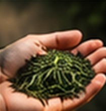 Sơ chế cẩn thận